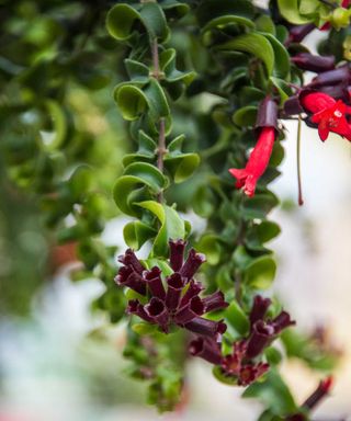 close-up of twisted lipstick plant