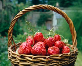 basket of strawberries in walled garden