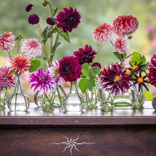 Dahlia arrangement of pink and purple dahlias in glass vases by Willow Crossley for Sarah Raven's dahlia Collective