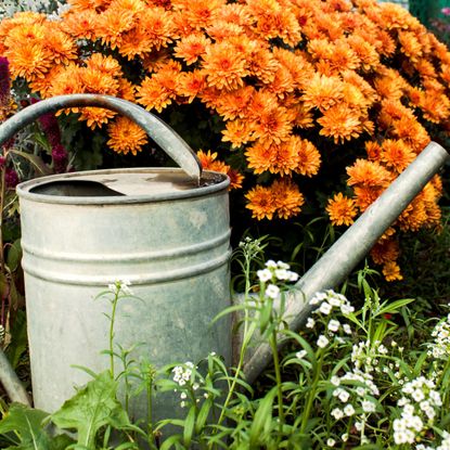 orange chrysanthemum plants with silver watering can