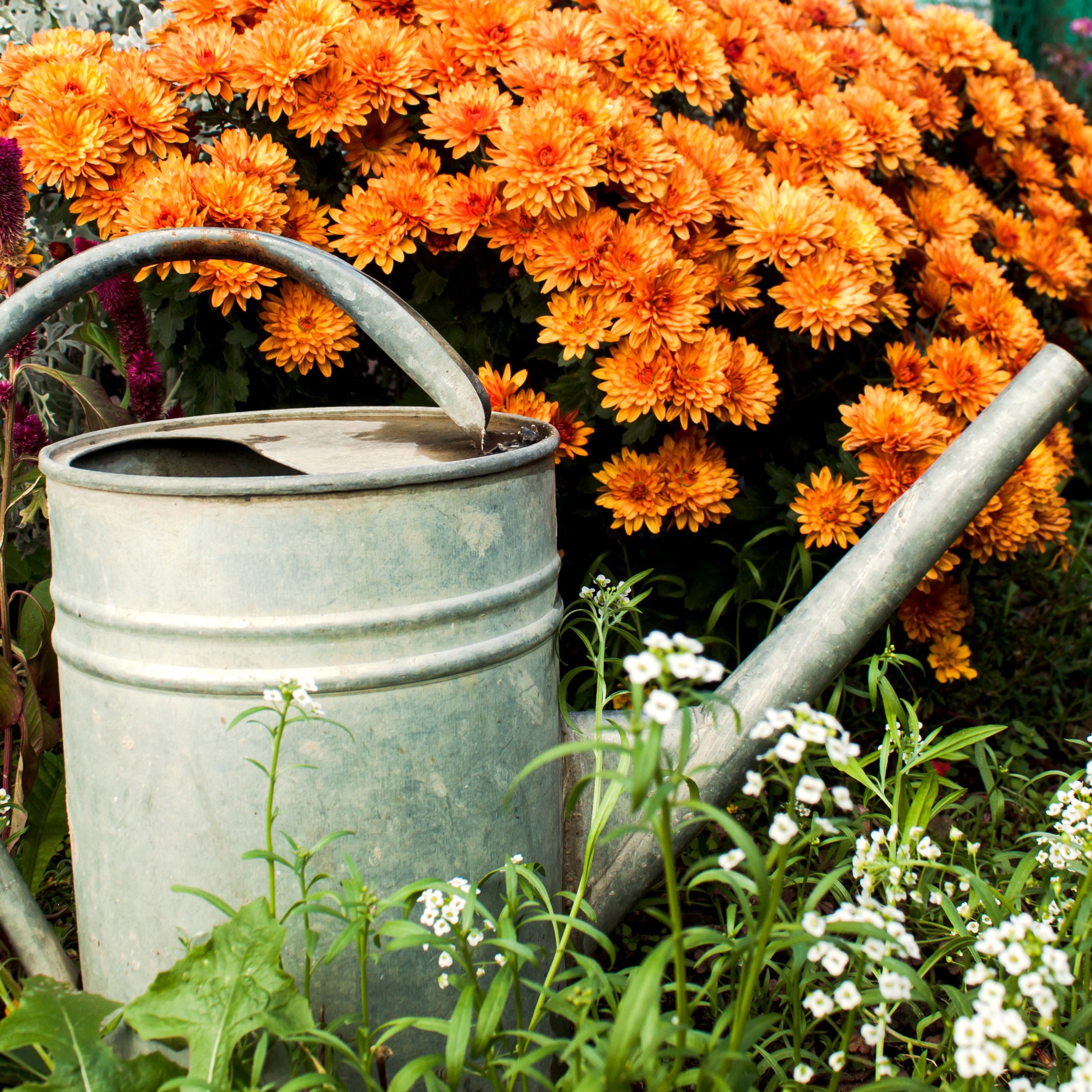 orange chrysanthemum plants with silver watering can