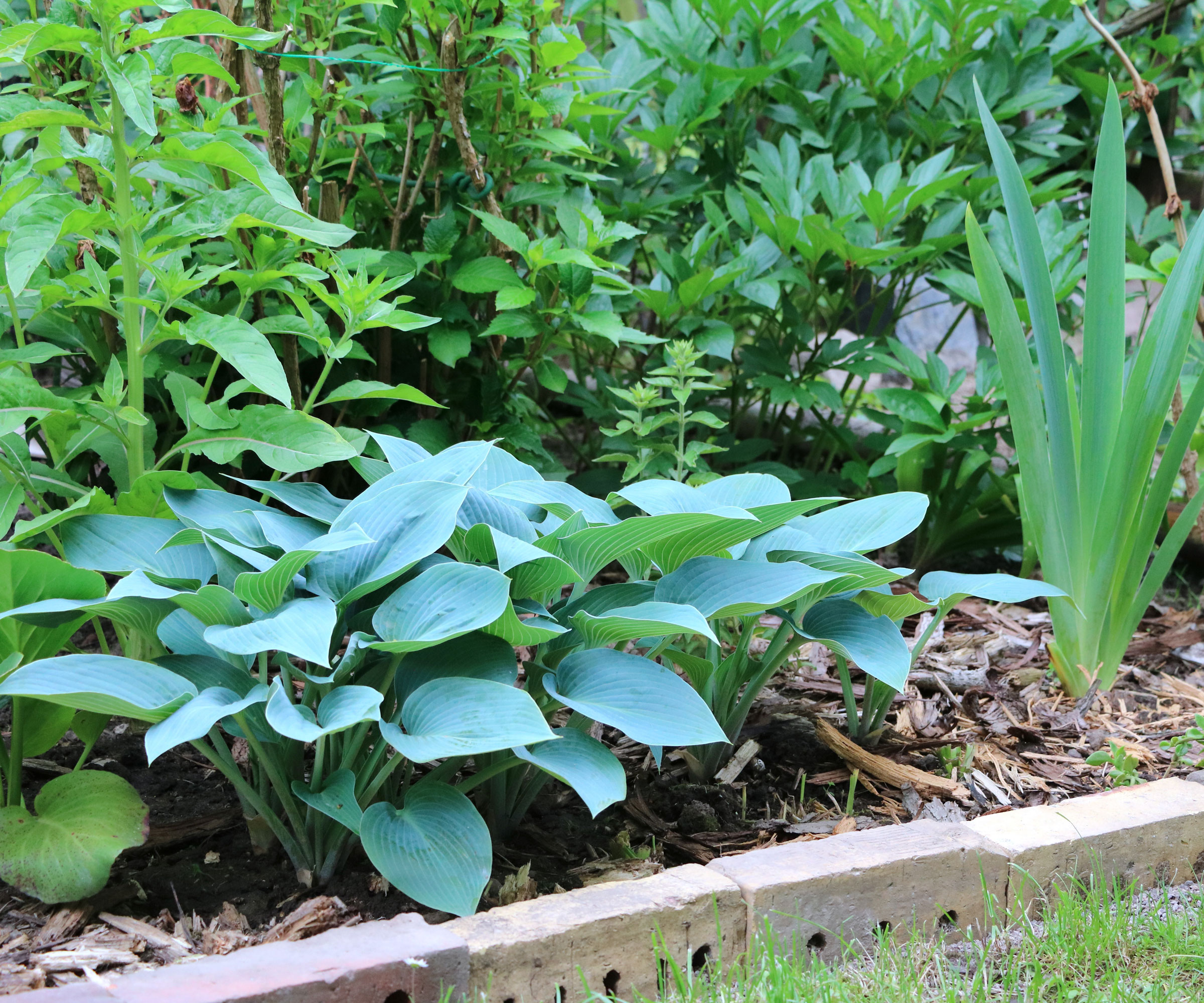 pale green leaves of hosta plants in raised bed