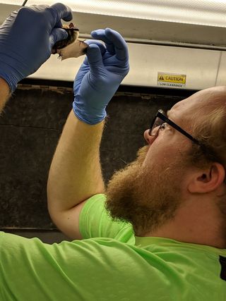 Nate Fuller, the field lead and a postdoctoral researcher at Texas Tech University, inspects a bat.