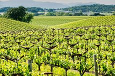 California AVAs, Coombsville