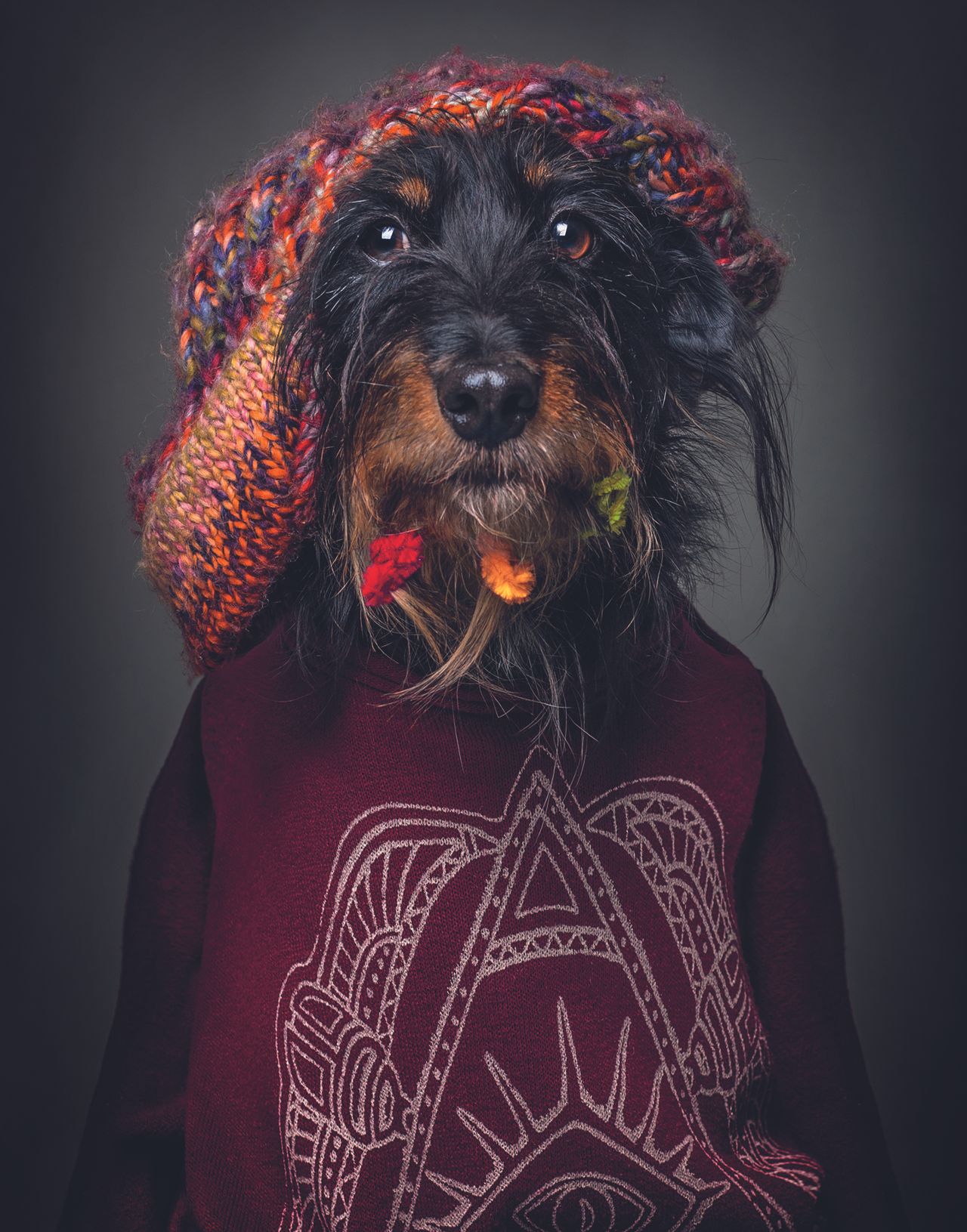 Ella, A Miniature Wire-Haired Dachshund complete with beanie hat