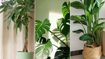 composite image of best tall houseplants: money tree, monstera, and bird of paradise indoors