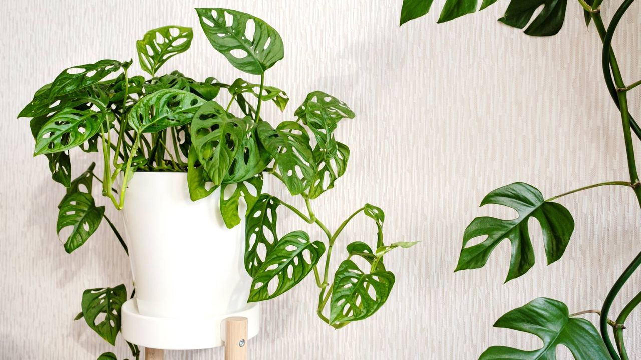 Small plant with holes in leaves sits in white pot