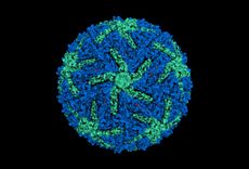 Cryo-electron microscopy produced this 3D image of the Zika virus.