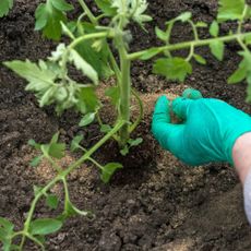 Fish bone meal in hand of worker and on soil around tomato seedling in greenhouse