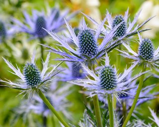 Spiky blue flowers of a sea holly