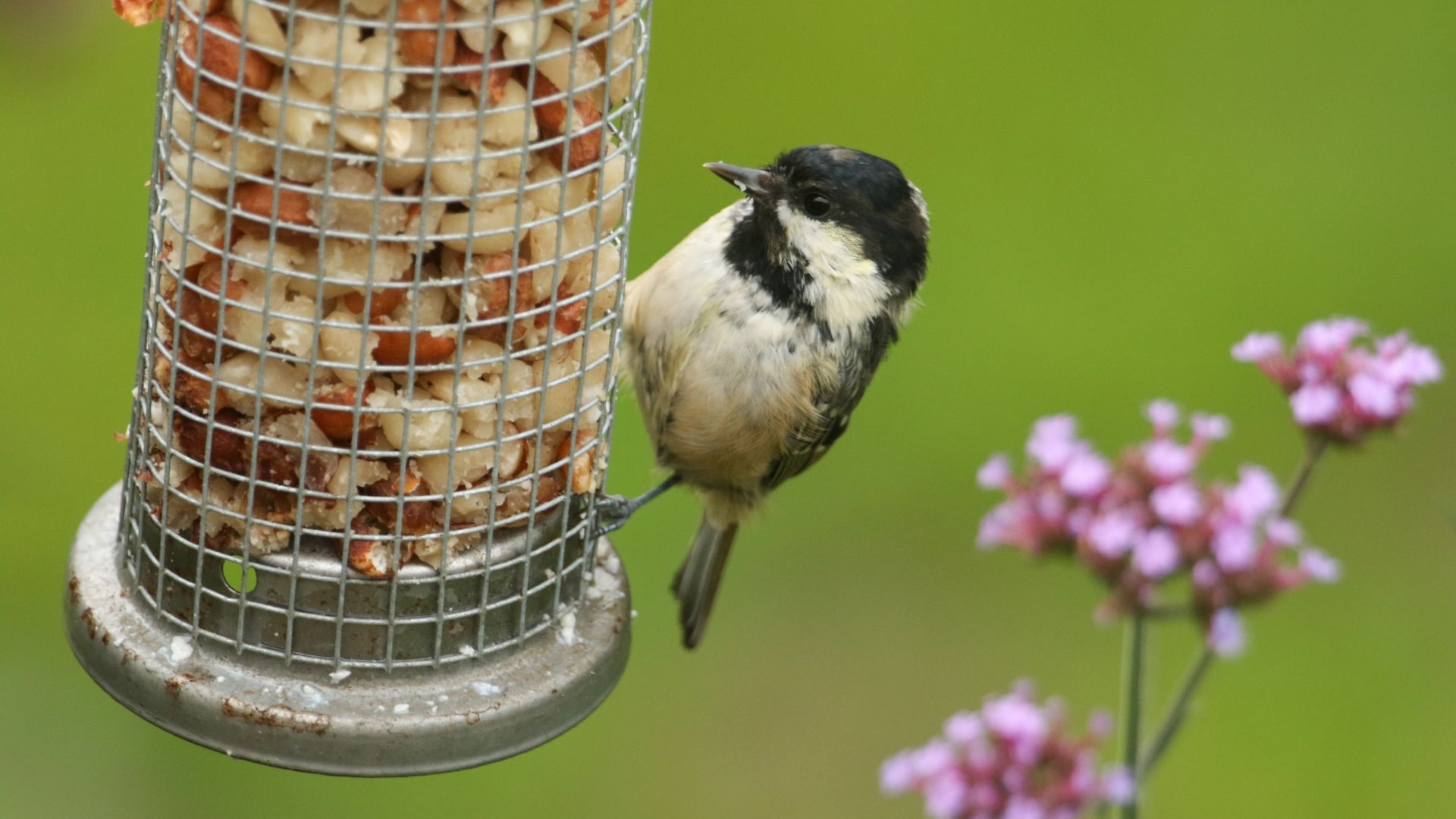 picture of bird eating out of hanging bird feeder