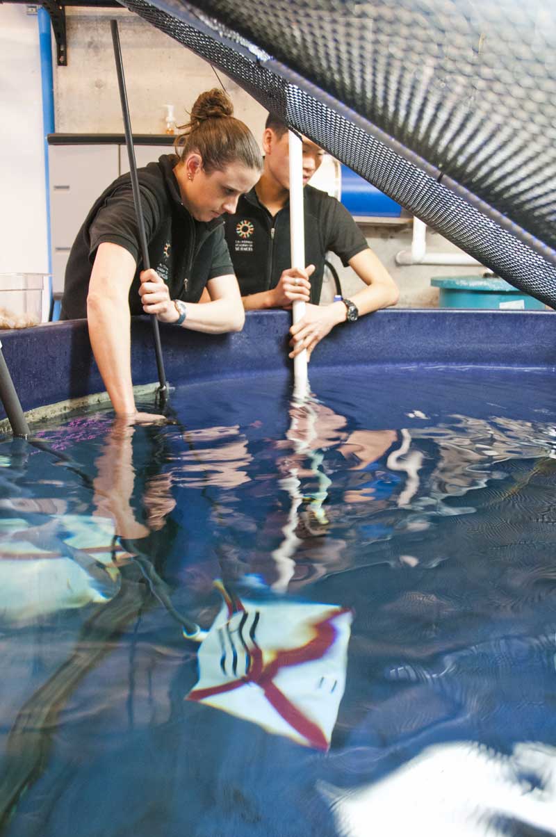 The California Academy of Sciences introduced a group of pyjama sharks to its popular African Penguin exhibit. The two species are natural neighbors off the coast of South Africa.