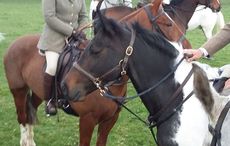 Hunting-headcollar2.jpeg