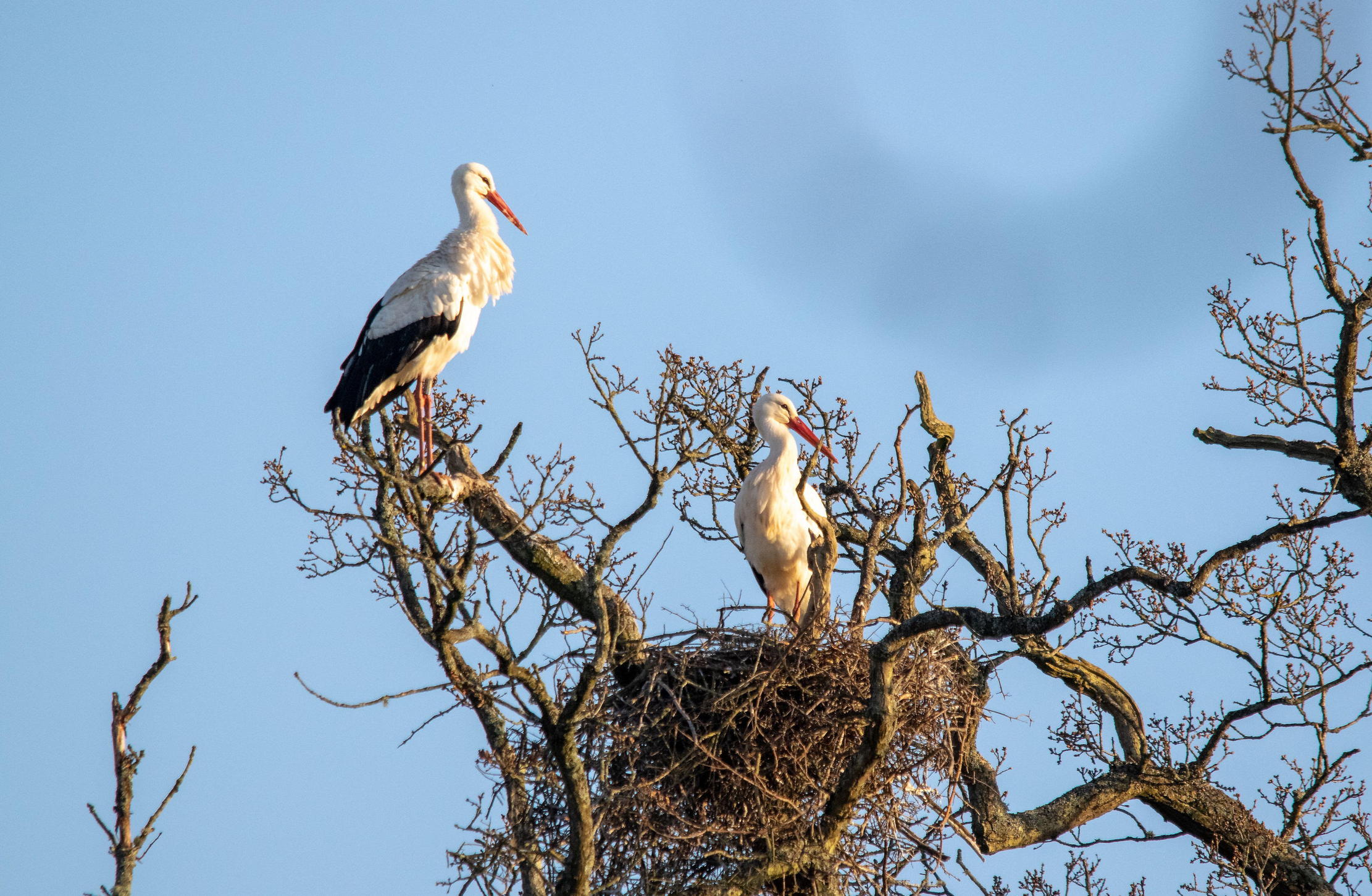 Storks on their tree at Knepp