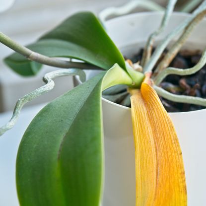 Orchid leaves turning yellow before dropping off