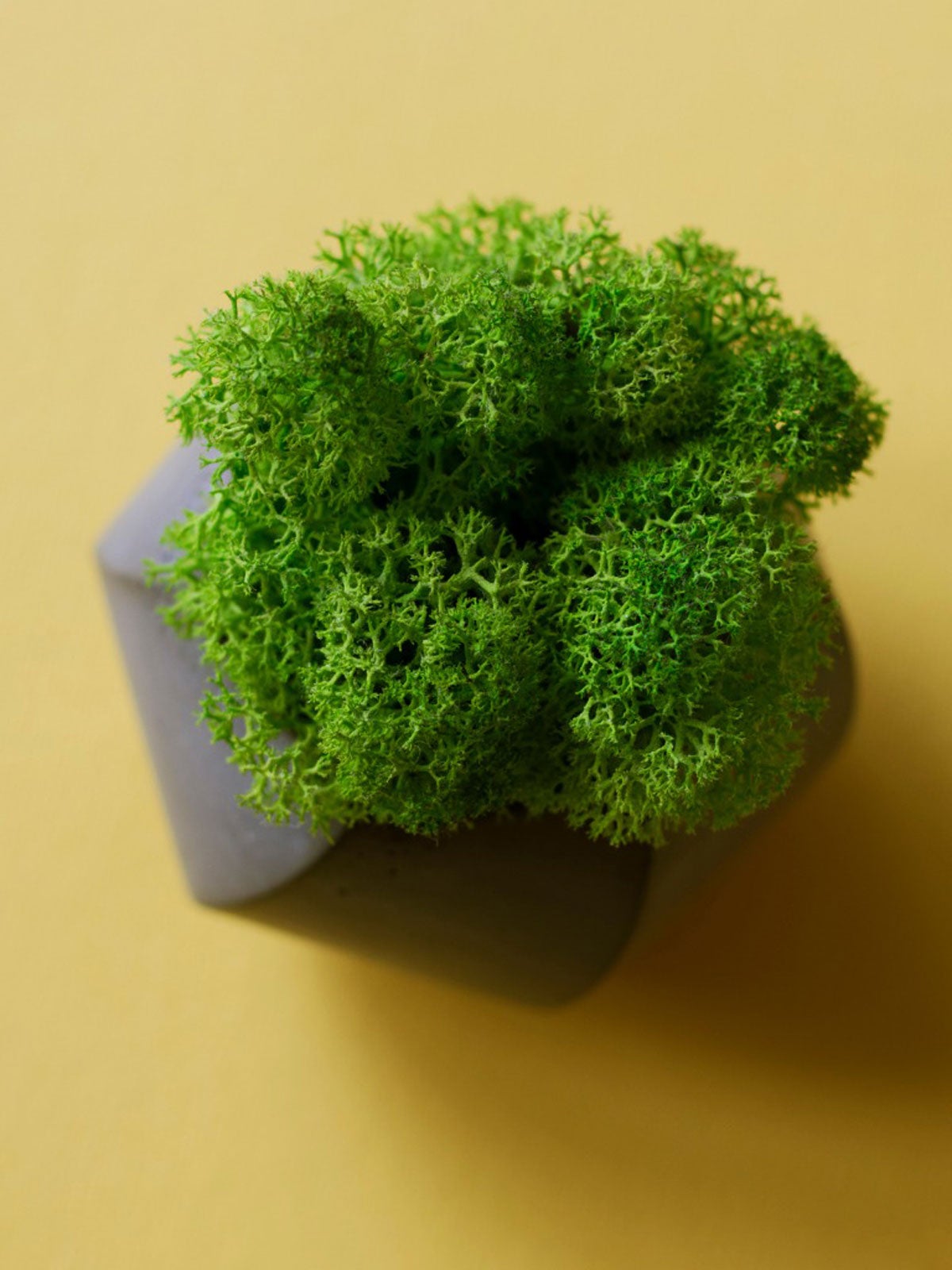 How to decorate with moss in your garden