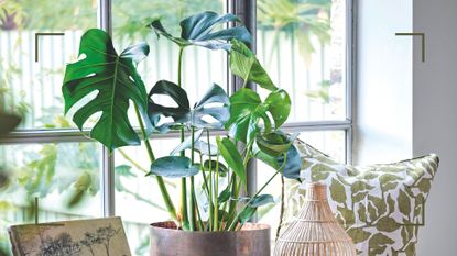 picture of potted monstera in window with decorative pillow beside it to support expert advice to answer Why is my Monstera turning yellow