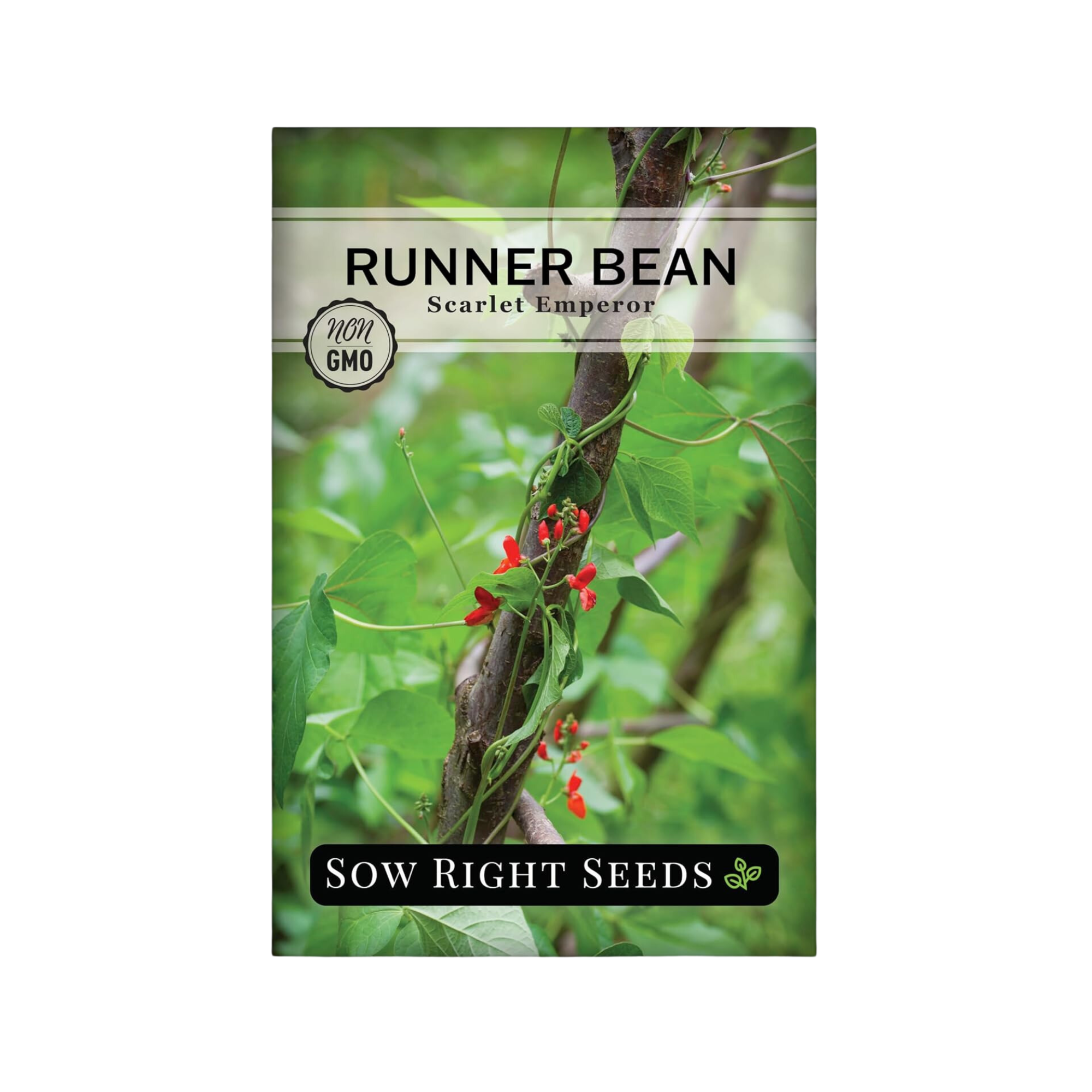 A packet of runner bean seeds