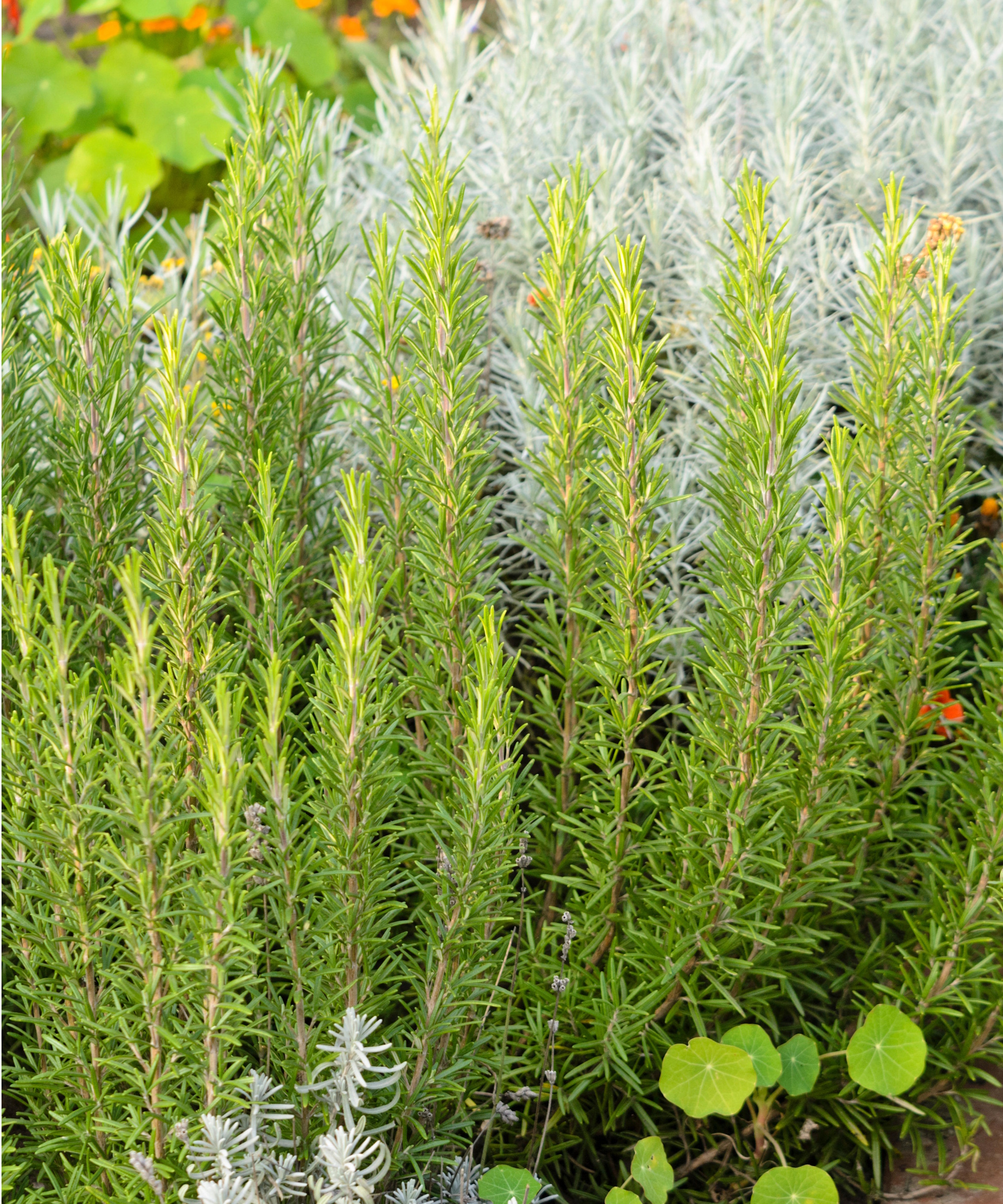 Rosemary plant in border