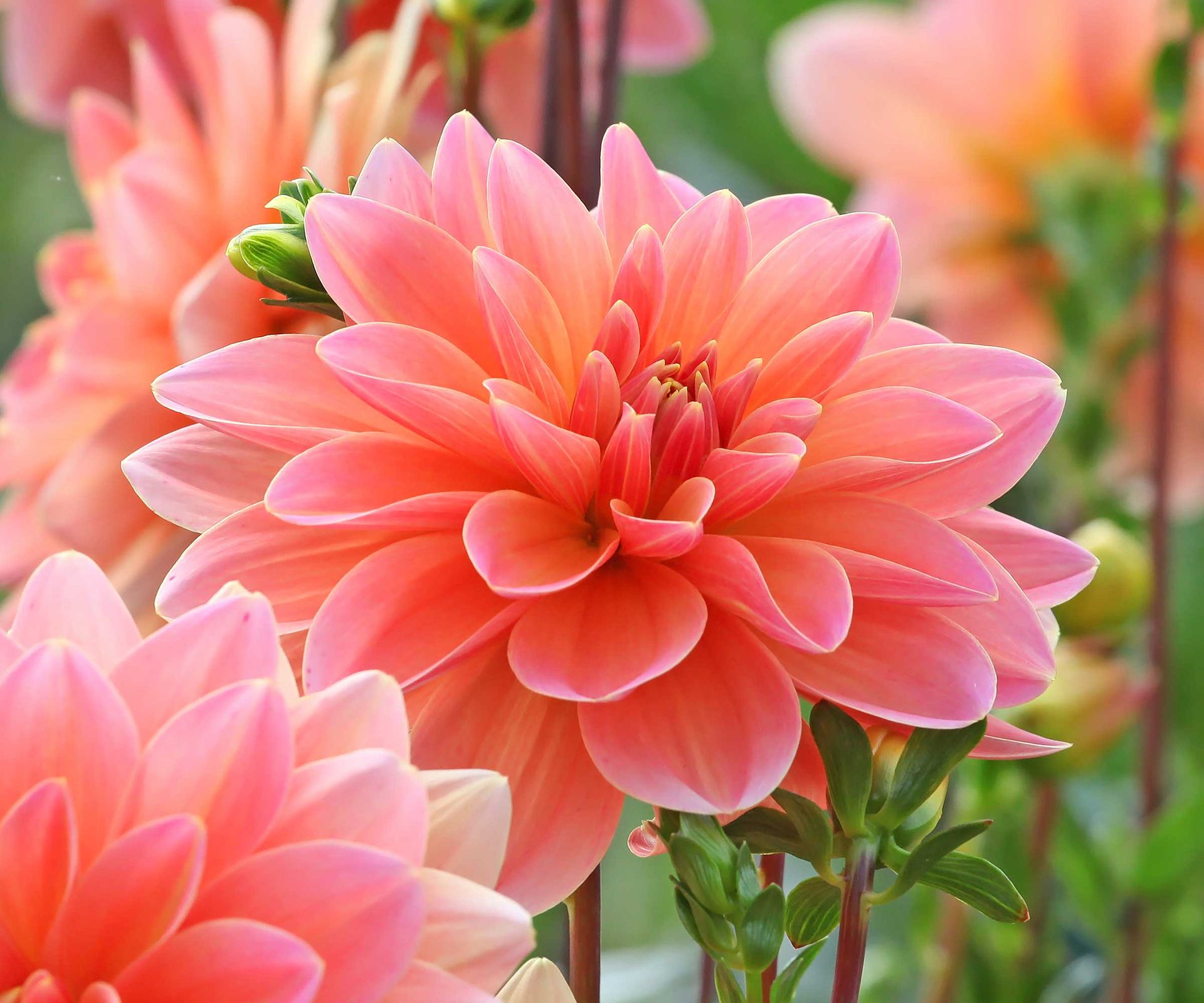 orange dahlia flower close-up