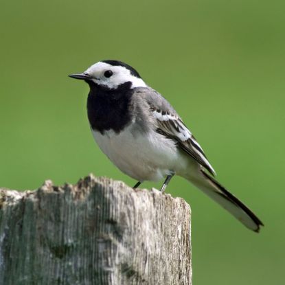 Pied wagtail on a wooden fence post - Arterra - GettyImages-601068056