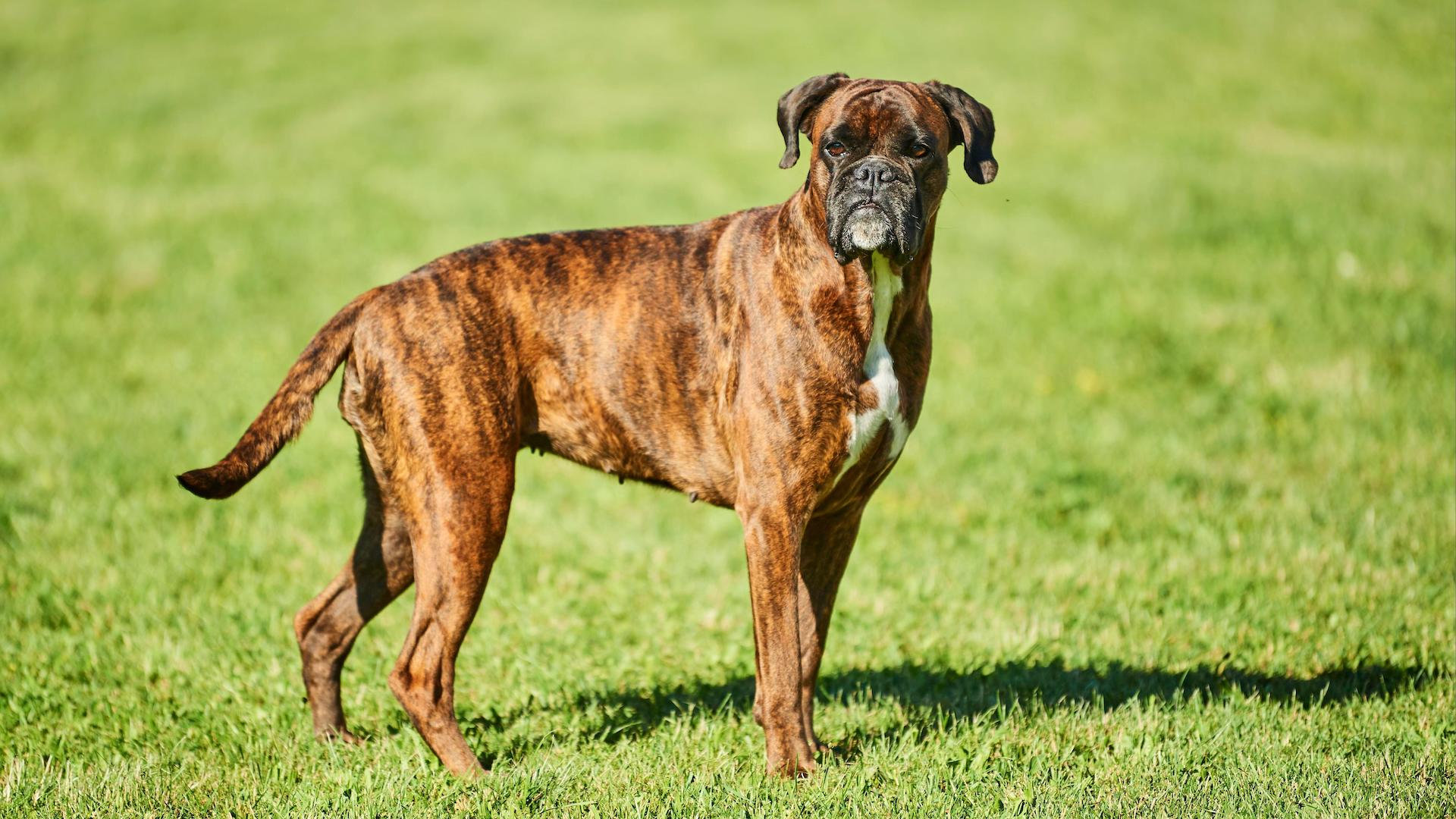 Brindle boxer dog