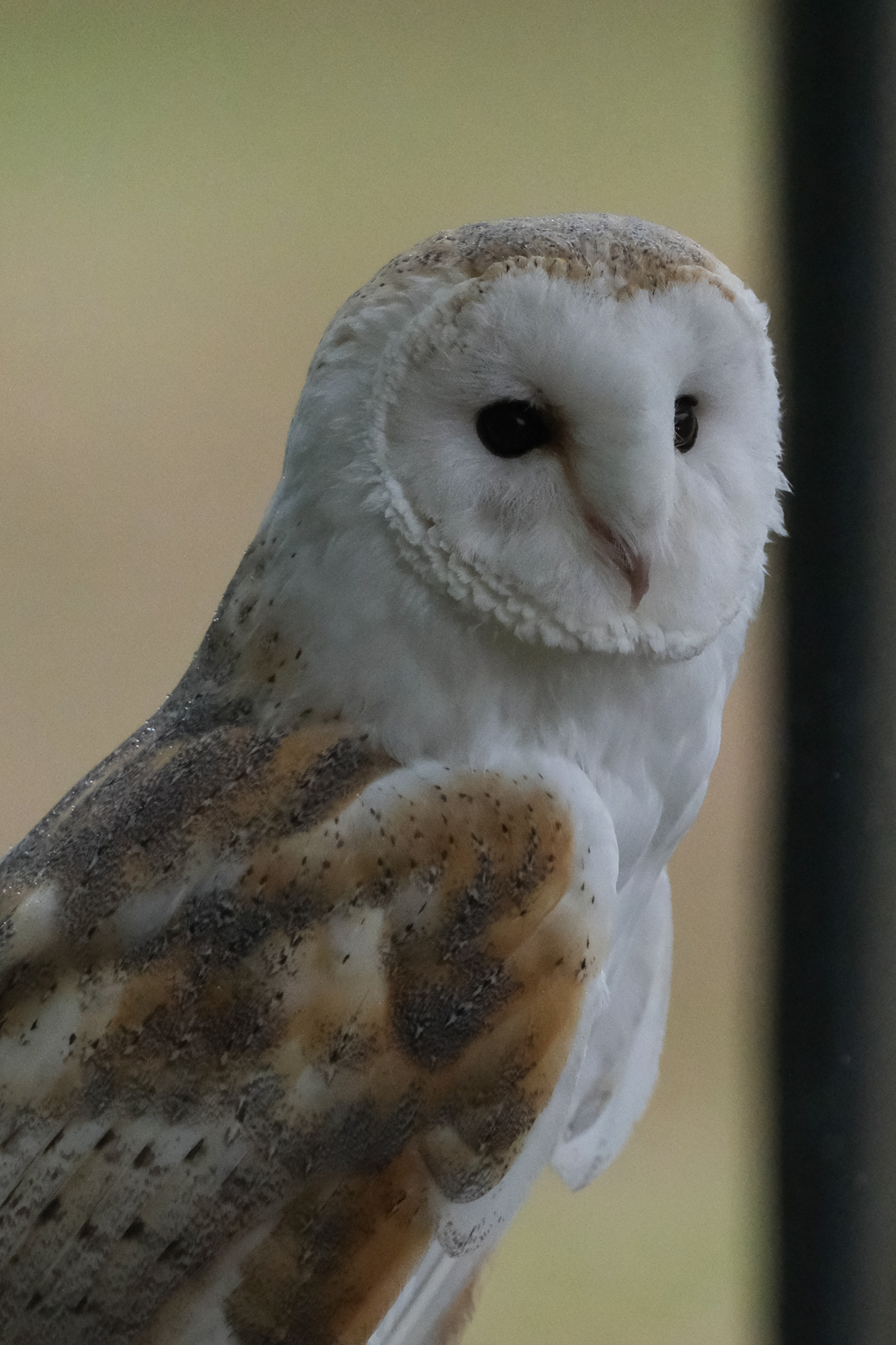 A photo of a bird of prey captured using a Fujifilm X-H2S and XF 400mm F4.5 R LM OIS WR telephoto lens