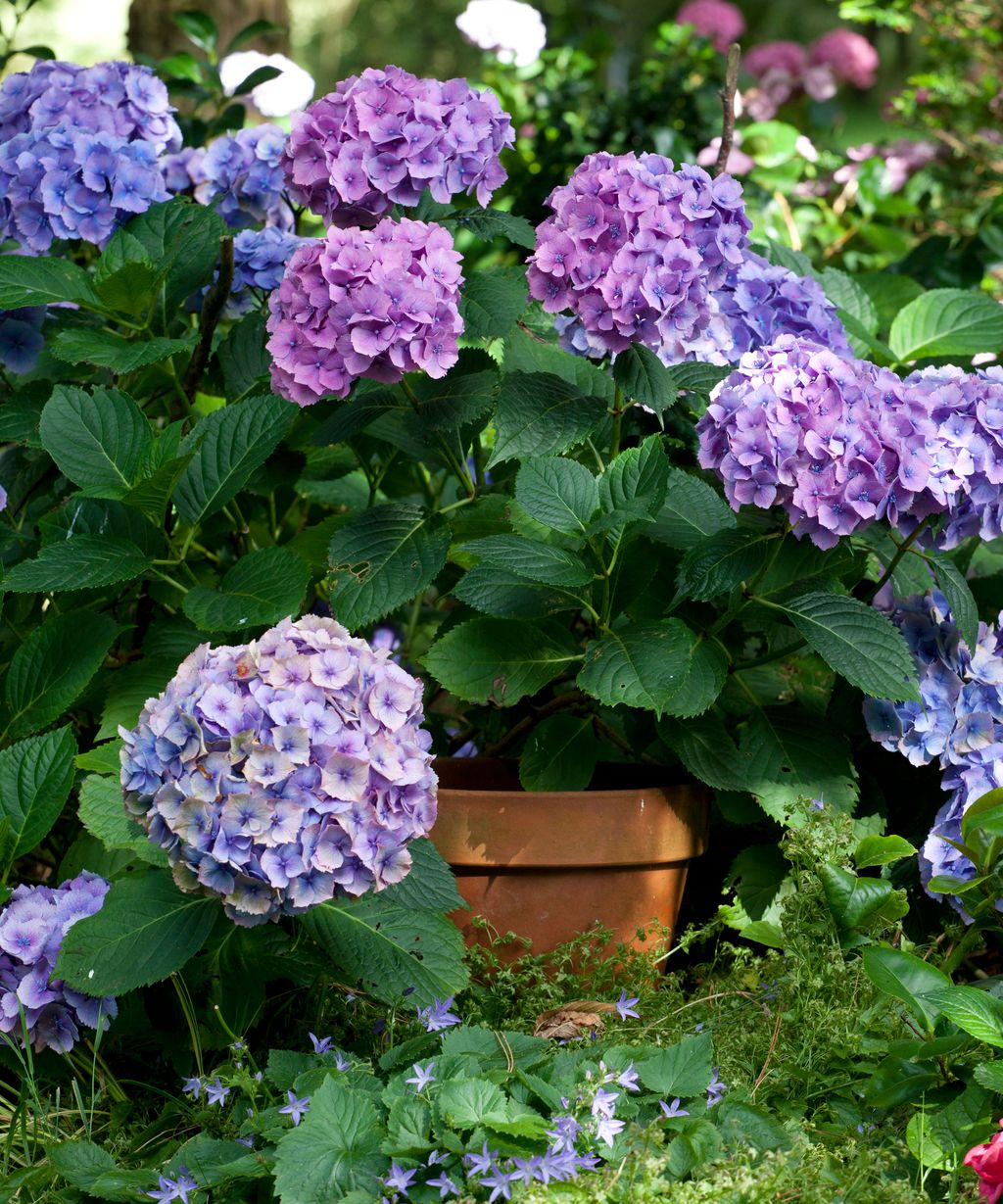 How To Grow Hydrangeas When Where And How To Plant Them