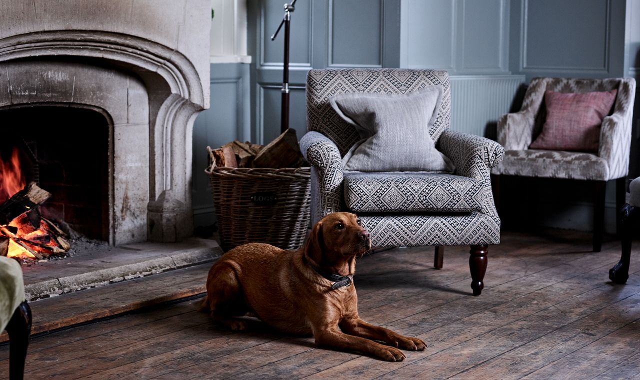 A dog in one of the bedrooms at The Montagu Arms