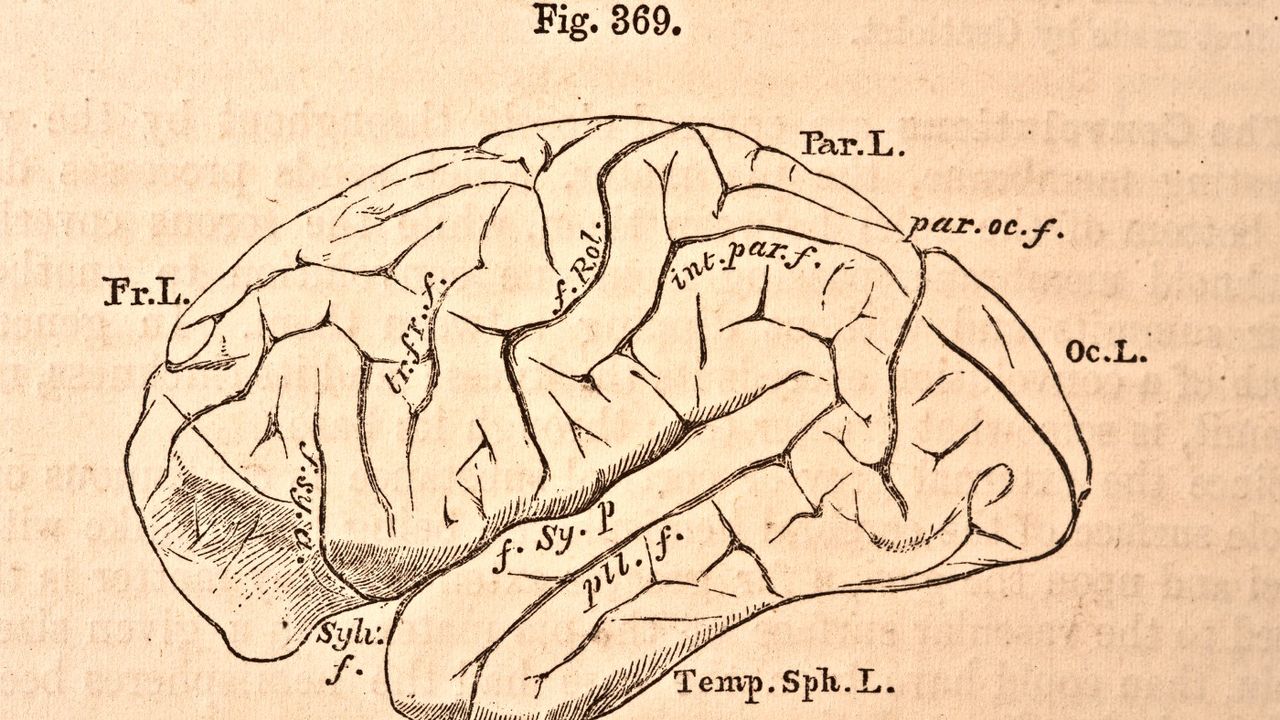 Human brain