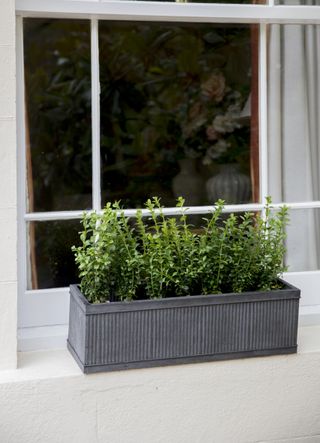 Grey window planter