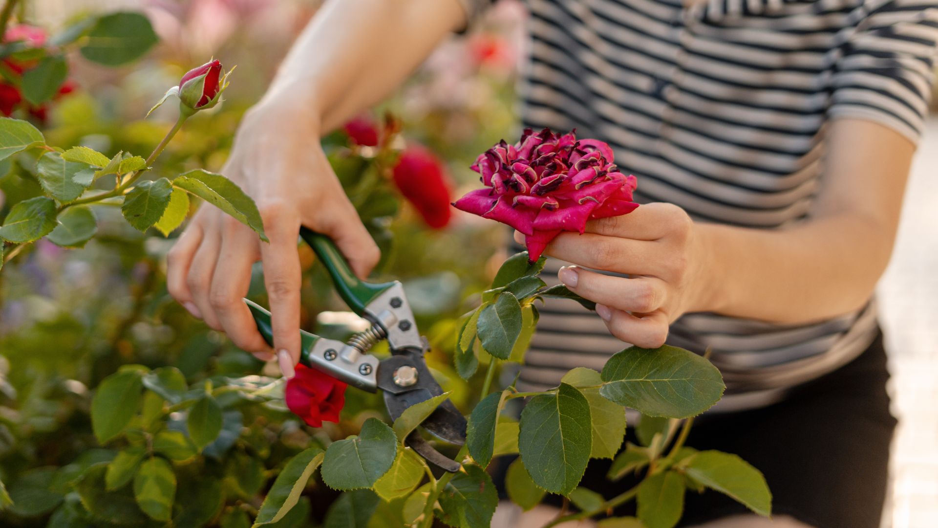 picture of woman deadheading wilted rose head