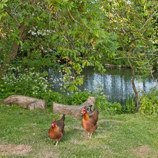 chickens with trees and river