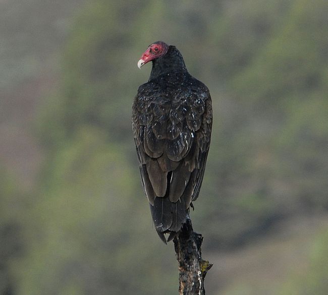 Turkey Vultures 