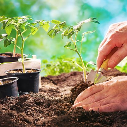 Planting tomato seedlings into prepared soil