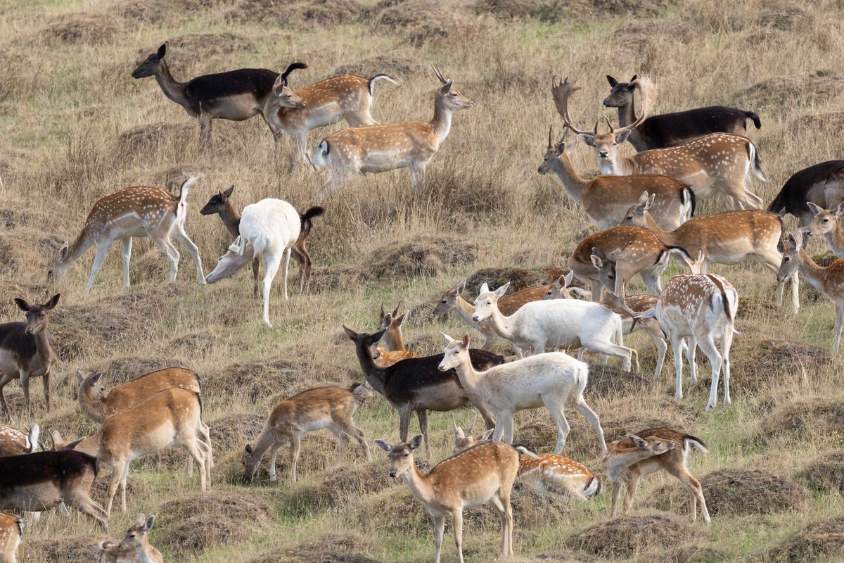Telephoto image of a deer in a deer park