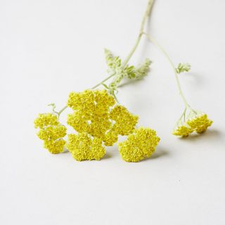 yarrow flower with yellow color on flower