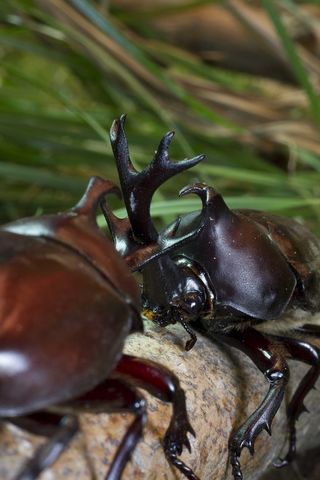 Rhinoceros beetle battle