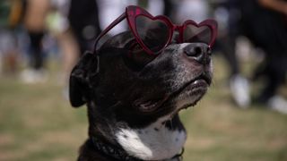 A black dog wearing heart-shaped sunglasses looks upward during an annular solar eclipse in Mexico