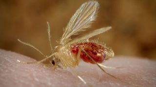 Close-up image of a Phlebotomus papatasi sand fly that has landed on the skin and has a red abdomen after just finishing eating its blood meal