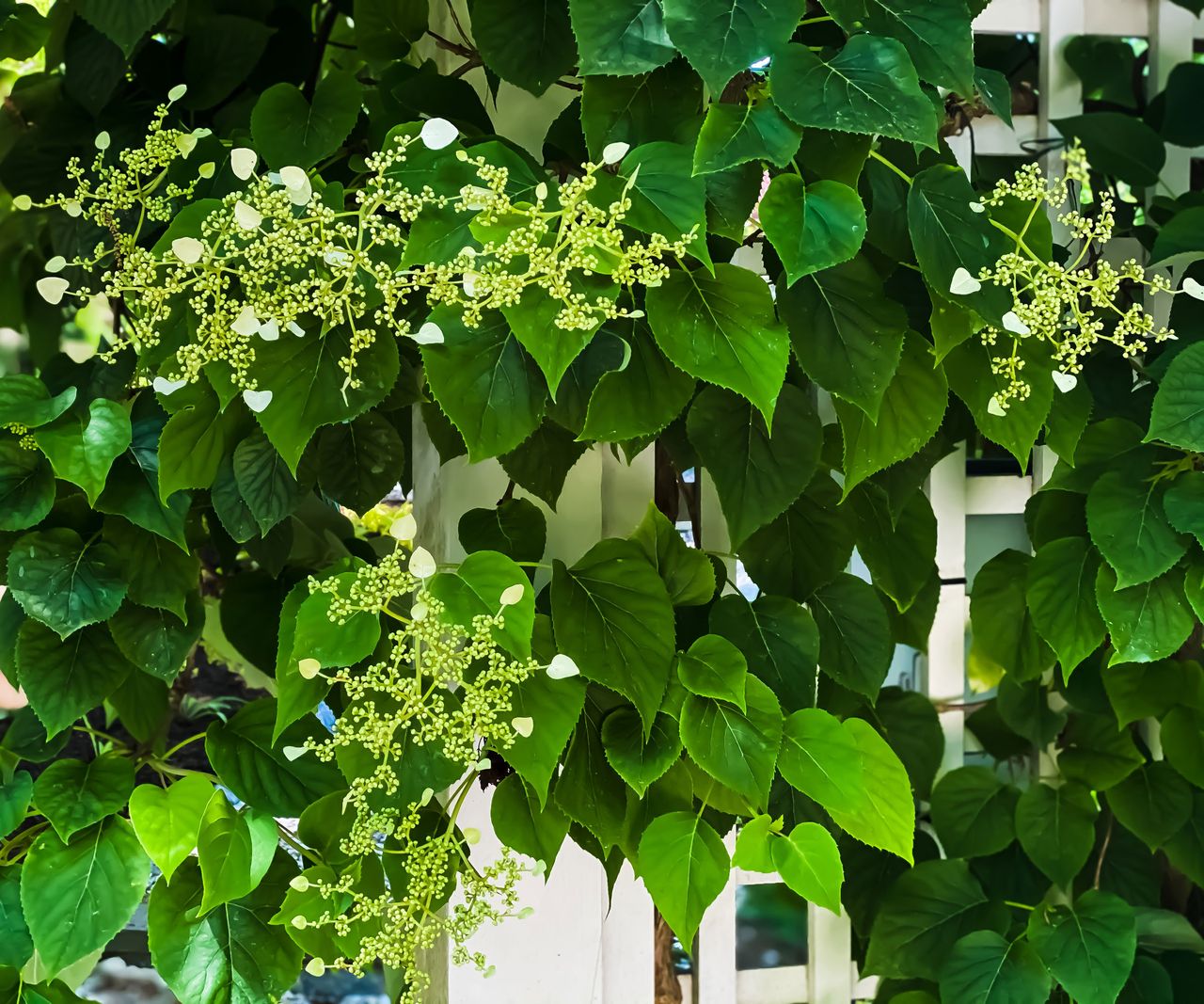 Best climbing plants for shade 10 Homes & Gardens