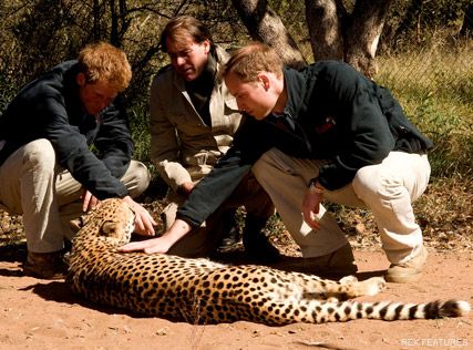 Prince William and Prince Harry - Prince William and Harry in fits holding an 8ft python - Prince Harry - Prince William - Kate Middleton - Chelsy Davy - World Cup - South Africa - Celebrity News - Marie Claire