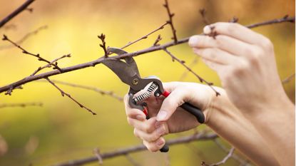 difference between pruning and deadheading Pruning an fruit tree - Cutting Branches at spring