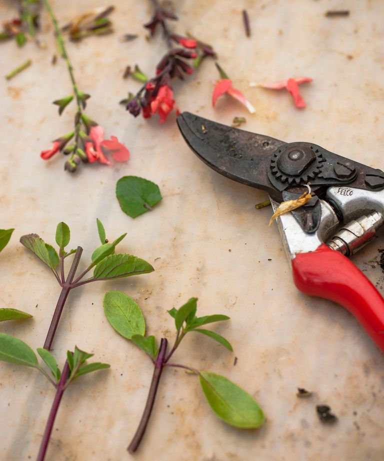 How to grow salvias: a step-by-step guide to growing these summer ...