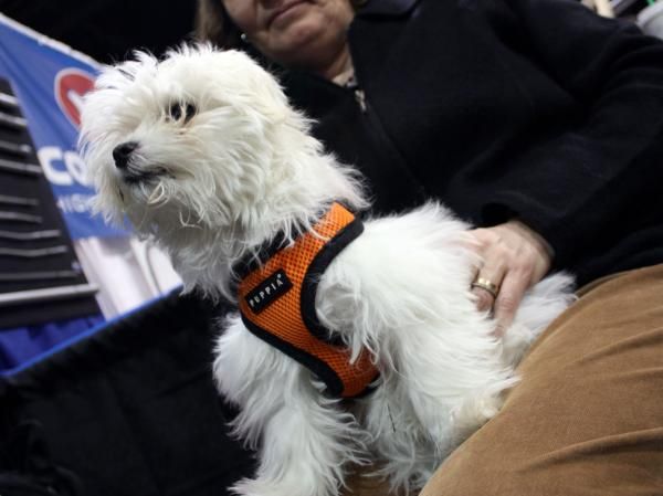 Richard Sachs wasn't just showing off his frames. He's got a new dog, too.