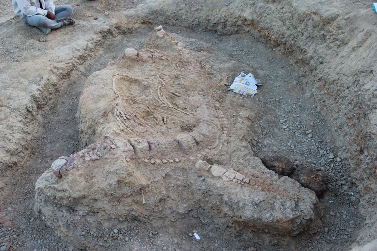 India ichthyosaur fossil