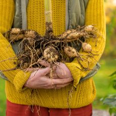 A woman in a yellow sweater holds an armful of potatoes