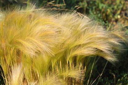 Feathery Silvery-Green Fine-Textured Stipa Grass