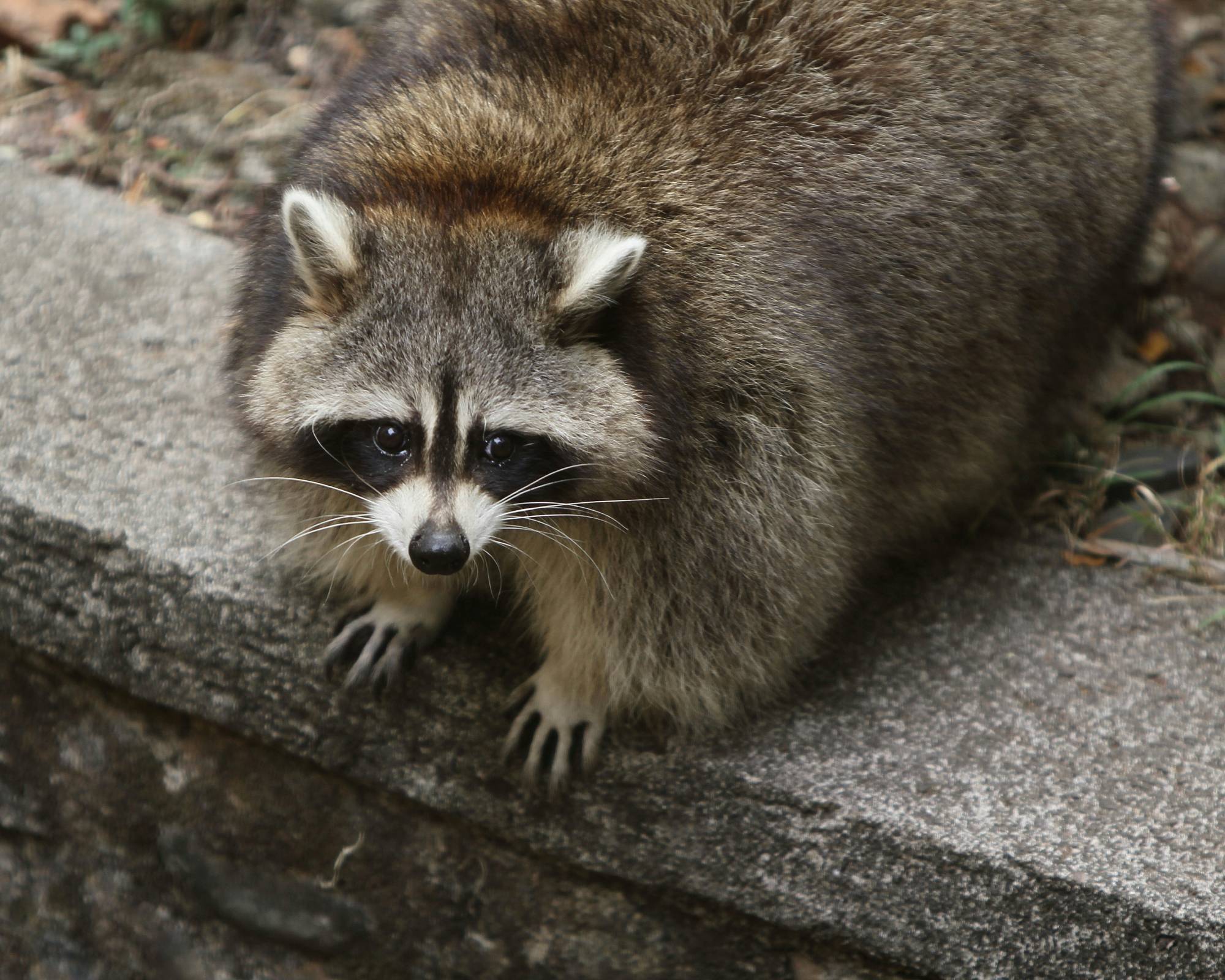 Chubby raccoon looking for food