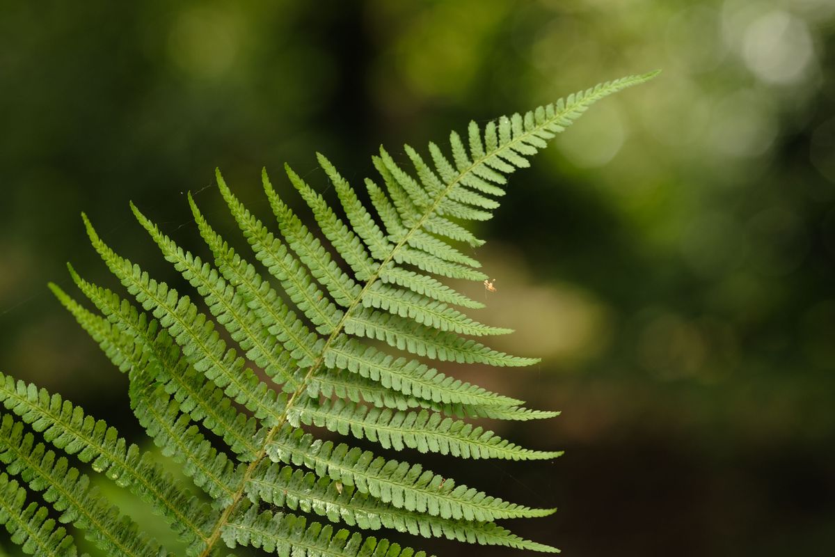 Viltrox AF 90mm F2.2 EVO and Fujifilm XF 90mm f/2 R LM WR lens comparisons: a single fern with dappled light coming through background foliage